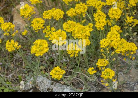 Montagne Alison, Alyssum montanum, en fleur, Alpes. Banque D'Images