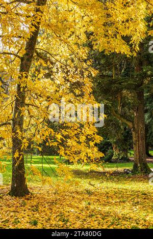 Couleurs d'automne dans la forêt royale de Dean - Bitternut Hickory (Carya cordiformis) dans l'arboretum Cyril Hart près de Speech House, Gloucestershire, Angl Banque D'Images