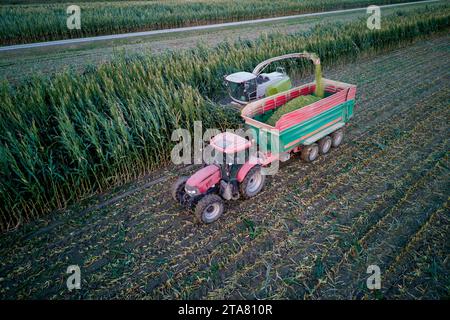 vue aérienne drone shot maïs récolteuse hacher l'ensilage vert pour le bétail soufflé au wagon tiré par tracteur dans le champ Banque D'Images