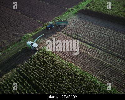 vue aérienne drone shot maïs récolteuse hacher l'ensilage vert pour le bétail soufflé au wagon tiré par tracteur dans le champ Banque D'Images