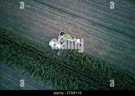 vue aérienne drone shot maïs récolteuse hacher l'ensilage vert pour le bétail soufflé au wagon tiré par tracteur dans le champ Banque D'Images