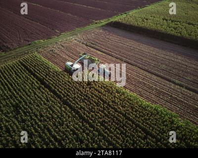 vue aérienne drone shot maïs récolteuse hacher l'ensilage vert pour le bétail soufflé au wagon tiré par tracteur dans le champ Banque D'Images