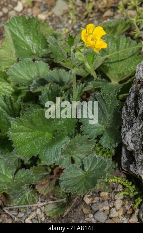 Avens pyrénéens, Geum pyrenaicum en fleur. Endémique pyrénéenne. Banque D'Images