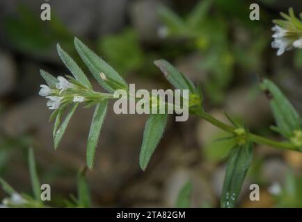 Champ Gromwell, Buglossoides arvensis, en fleur en champ arable. Banque D'Images