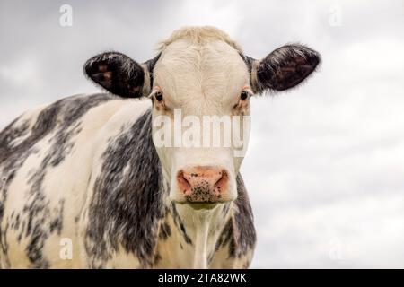 Vache de bœuf bleu belge, nez rose, devant un ciel nuageux, musclé regardant la caméra Banque D'Images