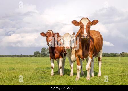 Trois jeunes vaches, d'apparence curieuse rouge et blanche, dans un champ vert sous un ciel bleu et un horizon au-dessus de la terre Banque D'Images