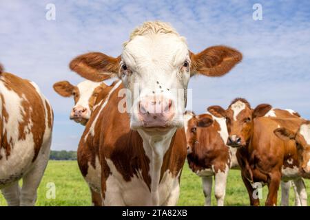 Les vaches face regardant au premier rang, les mouches sur le nez, la vache rouge et blanche, un groupe ensemble heureux et joyeux dans un champ vert avec un ciel bleu Banque D'Images