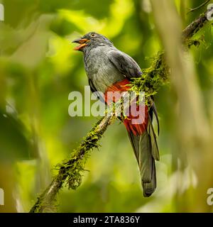 trogon à queue Slaty sur la branche Banque D'Images