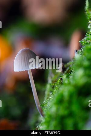 Mycena galopus, communément appelé Mycena Milky ou Milk-Drop Mycena, est une espèce de champignon non comestible. Banque D'Images