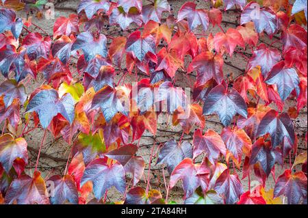 Plante rampante avec des couleurs d'automne Banque D'Images