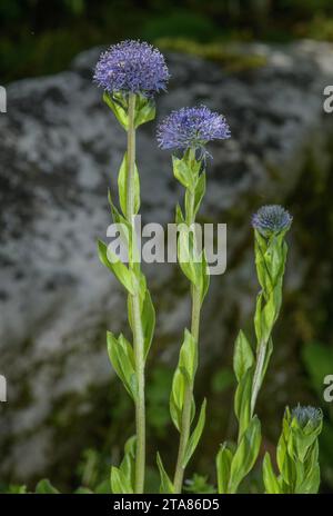 Globe Marguerite, Globularia bisnagarica, en fleur dans les Alpes. Banque D'Images