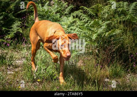 Chien Sprizsla - couleur fauve claire Vizsla Springer Spaniel Cross - Explorant la forêt en gros plan et regardant heureux dans Ascot Windsor Great Park Banque D'Images