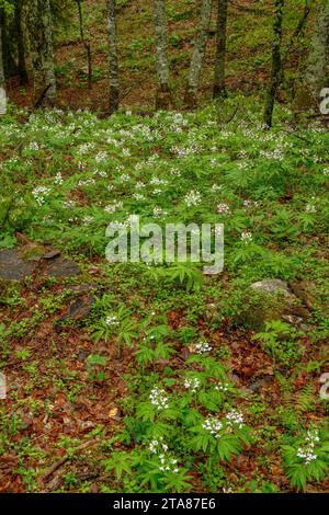 Cresson amer à sept feuilles, cardamine heptaphylla, forme blanche, poussant abondamment dans les hêtres montagnards, montagnes du Vercors. Banque D'Images