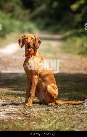 Chien Sprizsla - couleur fauve claire Vizsla Springer Spaniel Cross - assis sur un chemin dans la forêt à Ascot près de Windsor Great Park Banque D'Images