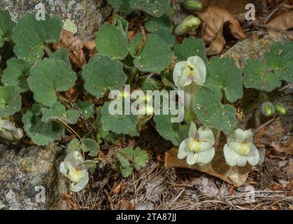 Snapdragon rampant, Asarina procumbens, en fleur sur roche acide, Pyrénées. Banque D'Images