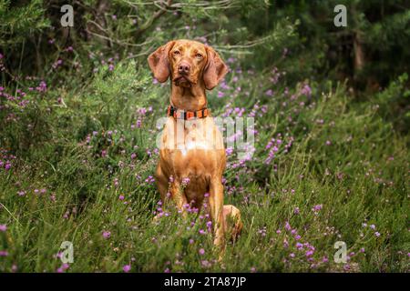 Chien Sprizsla - couleur fauve claire Vizsla Springer Spaniel Cross - assis dans la forêt à Ascot près de Windsor Great Park avec bruyère tout autour Banque D'Images