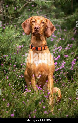 Chien Sprizsla - couleur fauve claire Vizsla Springer Spaniel Cross - assis haut dans la forêt à Ascot près de Windsor Great Park avec bruyère tout autour Banque D'Images