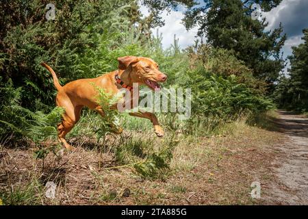 Chien Sprizsla - couleur fauve claire Vizsla Springer Spaniel Cross - sautant dans la forêt à l'air heureux dans Ascot Windsor Great Park Banque D'Images