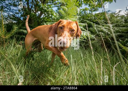 Chien Sprizsla - couleur fauve claire Vizsla Springer Spaniel Cross - gros plan explorant la forêt dans Ascot Windsor Great Park Banque D'Images