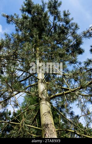 Pinus flexilis, arbre, PIN limber, Vieux, façonné, tronc d'arbre, Limbertwig, PIN, PIN blanc des Rocheuses, forme, croissance Pinus flexilis 'Firmaman' Banque D'Images