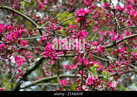 Printemps, Crabapple, floraison, Violet, fleurs, pomme crabe, Malus, purpurea, branches Banque D'Images