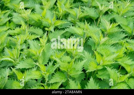 Ortie commune, Urtica dioica, ortie piquante, lumineux, vert, feuilles, printemps, feuillage des plantes Nettles Banque D'Images