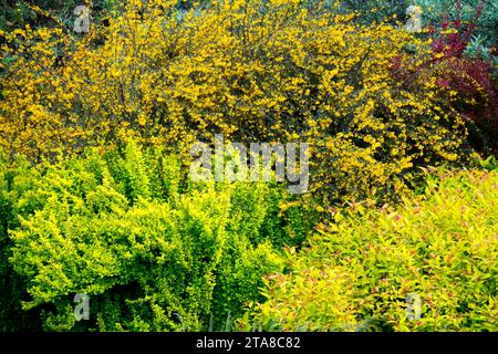 Avril arbustes en bourgeonnement Spiraeas Spring Spiraea japonica 'Goldflame' jardin arbustes de bordure japonais Barberry Maybush japonais Spiraea Golden Yellow Banque D'Images