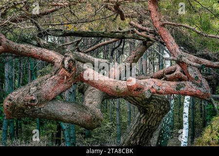 Un arbre crocheté dans Nowy Dbie - forêt, Pologne, Voïvodeship de Kuyavian-Pomeranian Banque D'Images