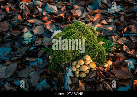 Grappe de champignons poussant sur un tronc couvert de mousse Banque D'Images
