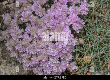 Friche à feuilles de genévrier, Armeria caespitosa, en fleur ; centre de l'Espagne. Banque D'Images