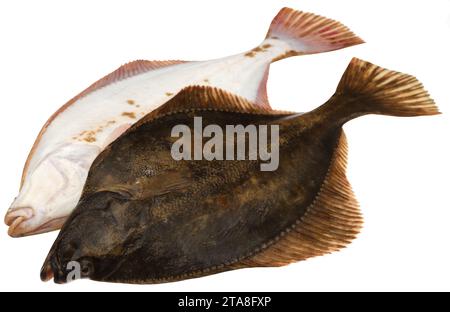 Poissons plats de la mer fraîchement pêchés Banque D'Images