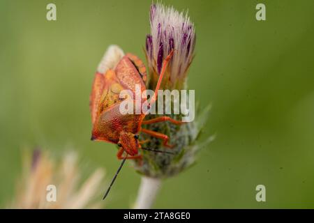 Insecte orange, avec des yeux noirs sur la plante verte, fleur violette. Chardon écossais. Insectes puants. Famille des Pentatomidae Banque D'Images