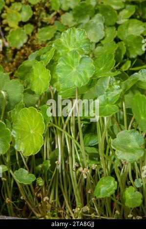 Marsh pennywort, Hydrocotyle vulgaris en fleur dans les marais acides humides. Banque D'Images