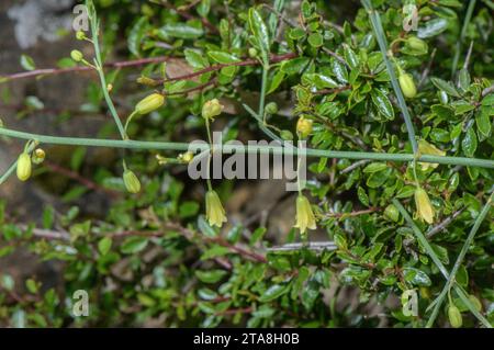 Asperge sauvage, Asparagus prostratus, en fleur sous forme prostrée indigène. Rare au Royaume-Uni et en Europe occidentale. Banque D'Images