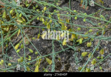 Asperge sauvage, Asparagus prostratus, en fleur sous forme prostrée indigène. Rare au Royaume-Uni et en Europe occidentale. Banque D'Images