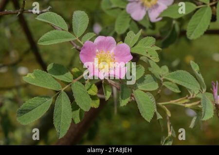 Rose duveteuse douce, Rosa mollis en fleur en gommage. Banque D'Images