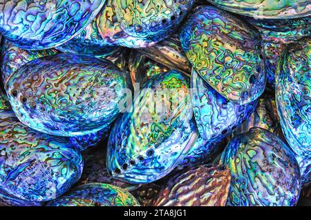 Pāua coquilles à la vente, l'Esplanade, Kaikoura, Canterbury, île du Sud, Nouvelle-Zélande Banque D'Images