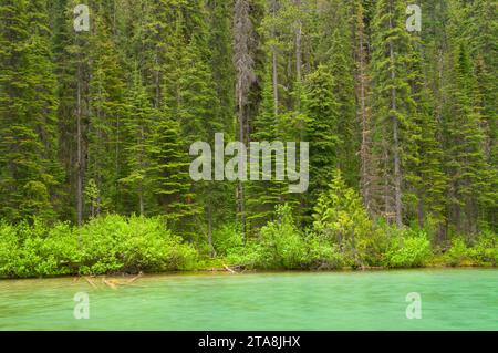 Lac d'olive, le Parc National de Kootenay, Colombie-Britannique, Canada Banque D'Images