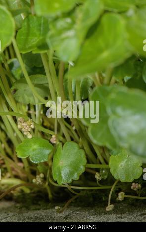 Marsh pennywort, Hydrocotyle vulgaris en fleur dans les marais acides humides. Banque D'Images