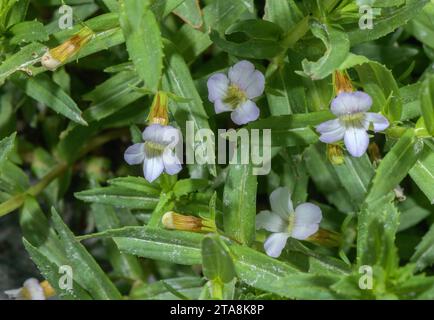 Hysope d'eau, Gratiola officinalis en fleur en sol marécageux, France Banque D'Images