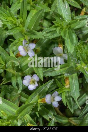 Hysope d'eau, Gratiola officinalis en fleur en sol marécageux, France Banque D'Images