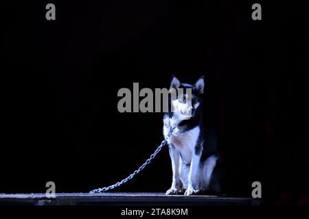 Portrait de husky d'Alaska gardé sur la chaîne sur fond noir Banque D'Images