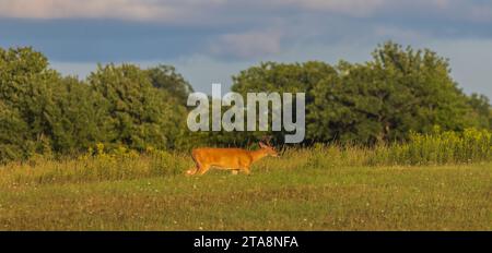 Buck à queue blanche marchant le long d'un champ de foin dans le nord du Wisconsin. Banque D'Images