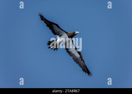 Immature Brown Booby, Sula leucogaster, en vol, Timor-Leste. Le booby brun est un gros oiseau de mer de la famille des booby, les Sulidae. Banque D'Images