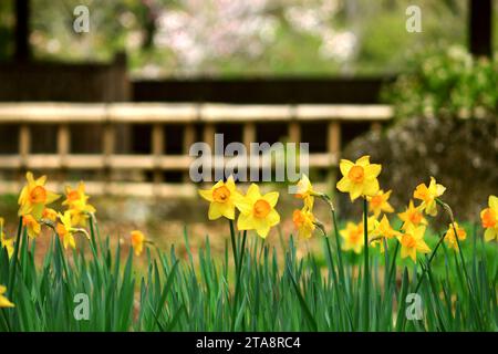 Beaux paysages du japon fleurs jaunes de jonquilles fleurissant dans un jardin japonais au printemps Banque D'Images