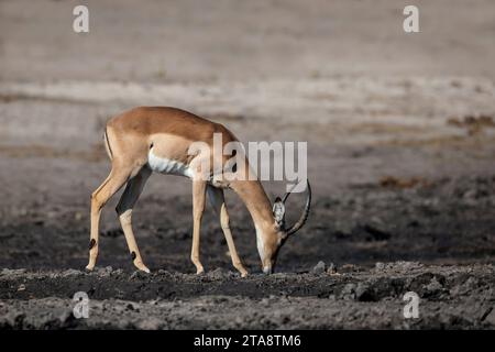 Single mâle Impala Aepyceros melampus en gros plan en naviguant sur les rives de la rivière Chobe au Botswana Banque D'Images