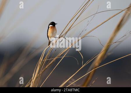 Un stonechat africain mâle adulte Saxicola torquatus saisissant un roseau habitant l'Afrique sub-saharienne et les régions adjacentes Banque D'Images