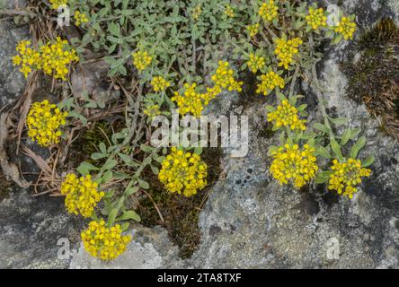 Madwort alpin, Alyssum alpestre, en fleur dans les Alpes suisses. Banque D'Images