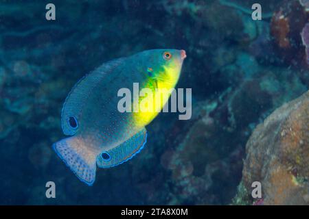 Il s'agit de la phase initiale d'un wasse à poitrine jaune, Anampses twistii, au large de l'île de Yap, dans les États fédérés de Micronésie. Banque D'Images