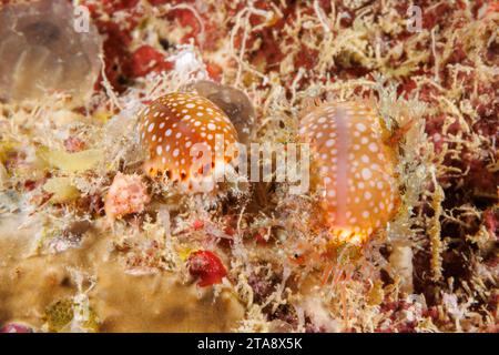 Une paire de cowries à lèvres doublées, Cypraea labrolineata, se déplaçant à travers la surface d'un rocher incrusté, Yap, Micronésie. Banque D'Images